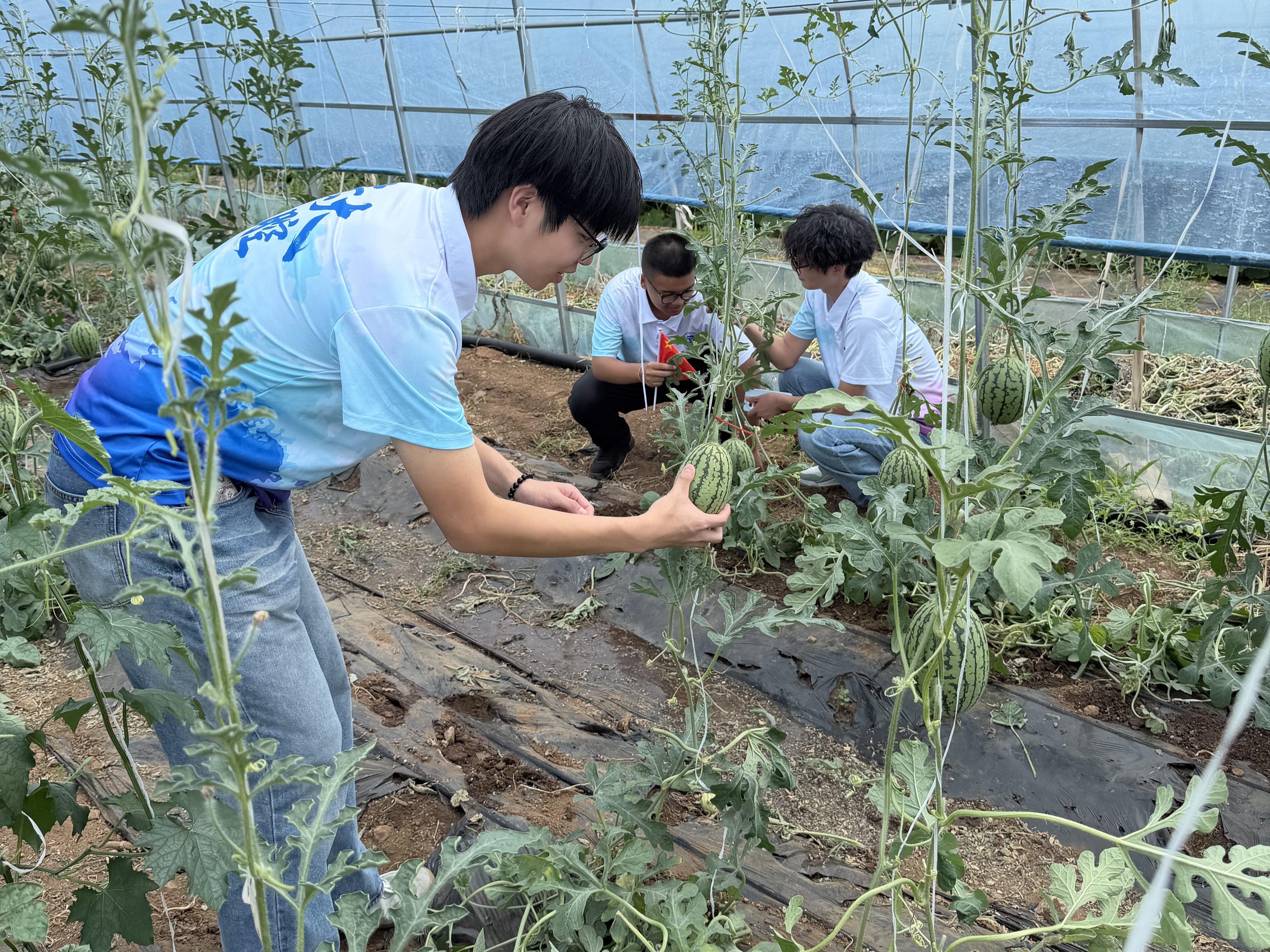 探访现代农业基地,实地调研乡村棚区经济